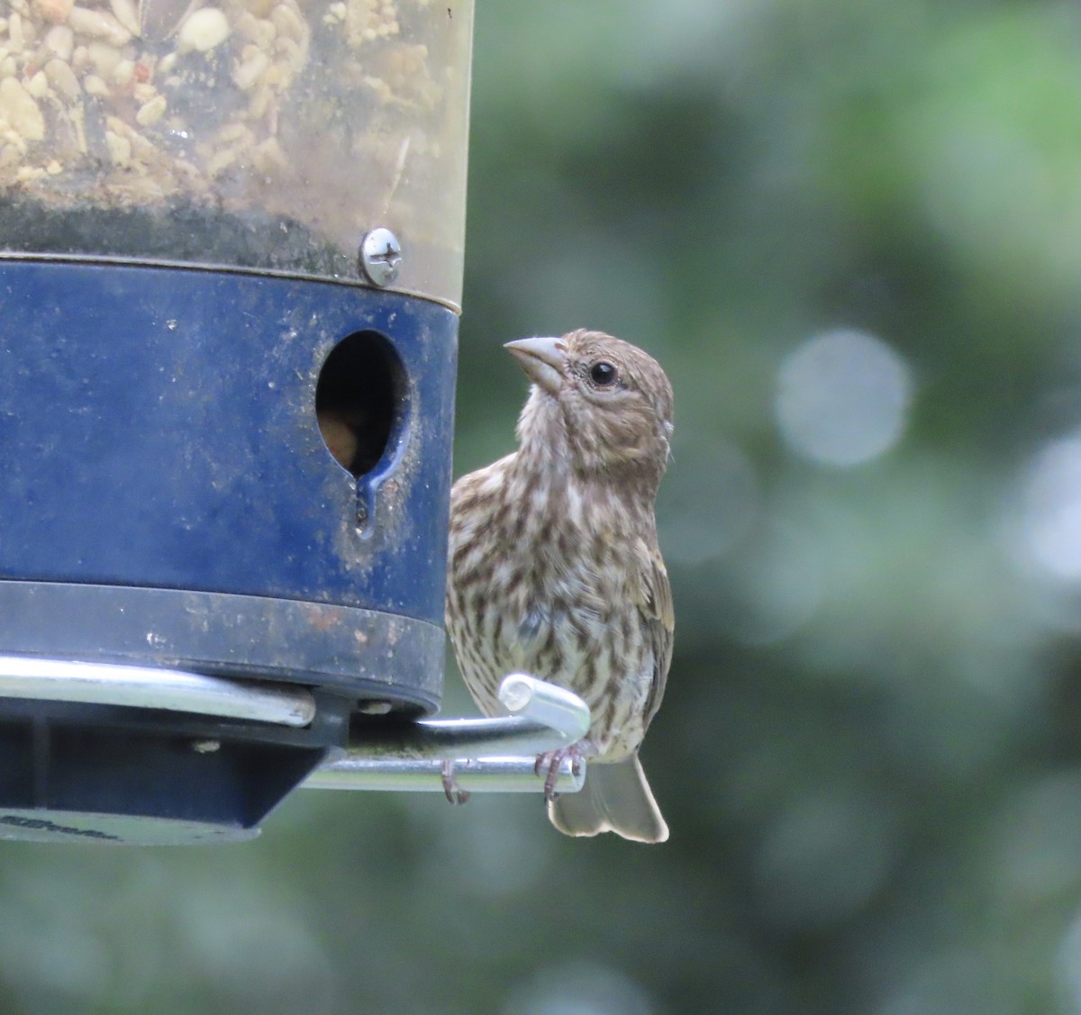 House Finch - ML637786024