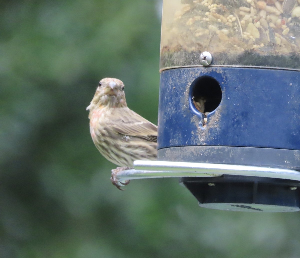 House Finch - ML637786025