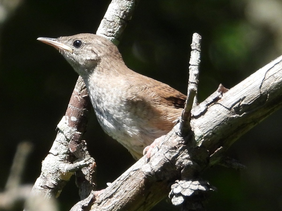 Northern House Wren - ML637786030