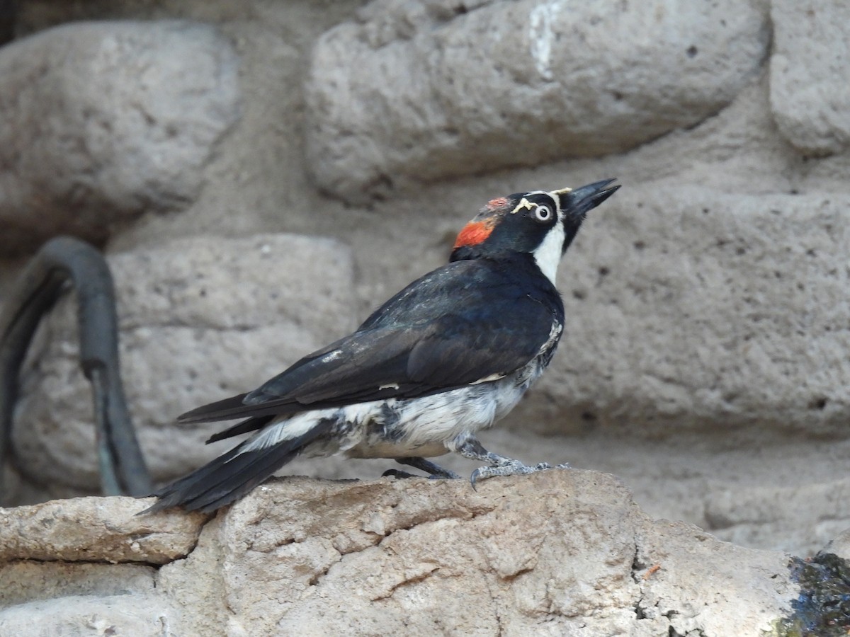 Acorn Woodpecker - ML637786031
