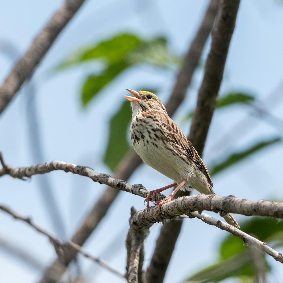 Savannah Sparrow - ML637786034