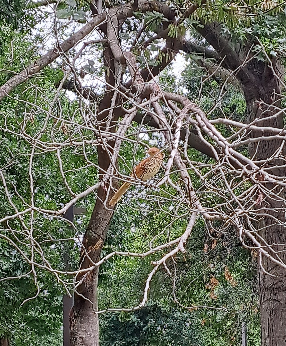 Brown Thrasher - ML637786049