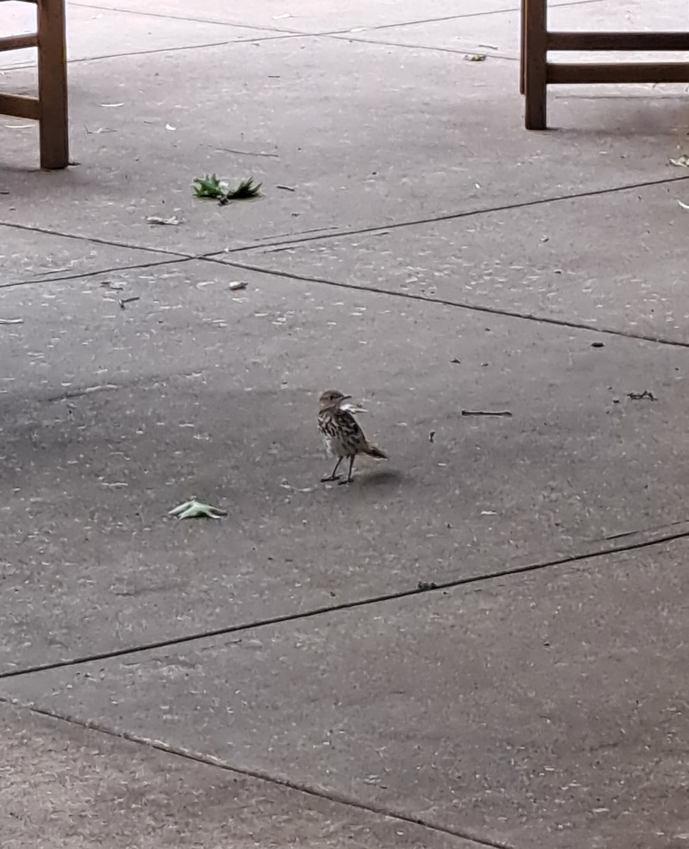 Brown Thrasher - ML637786057