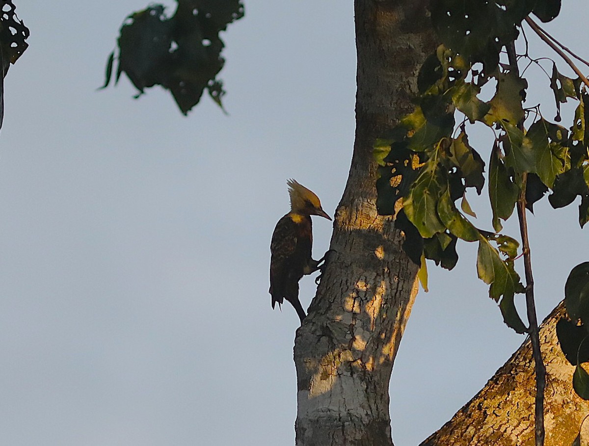 Pale-crested Woodpecker - ML637786073