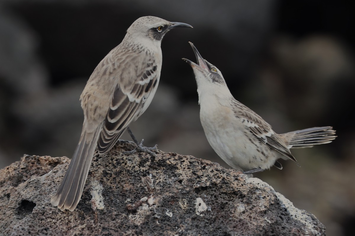 Galapagos Mockingbird - ML637786079