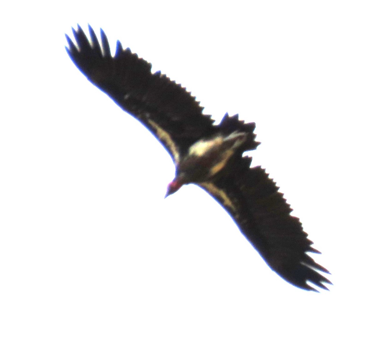 øregribb - ML637786111