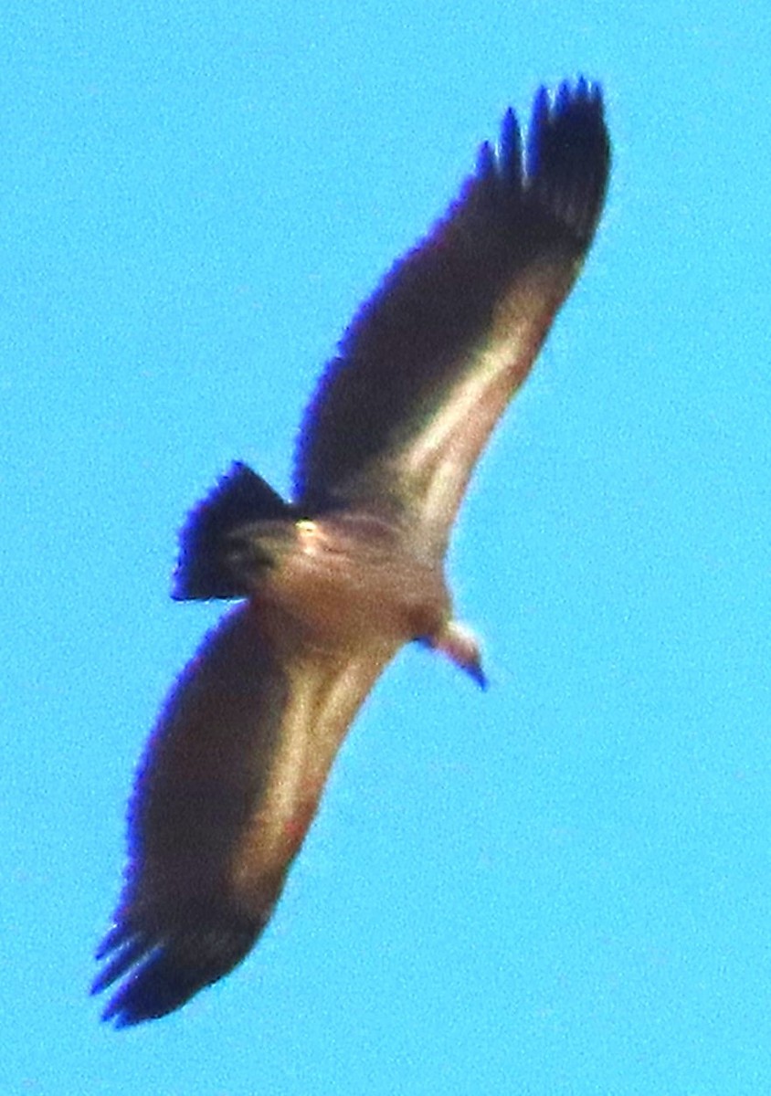 hvitryggribb - ML637786128