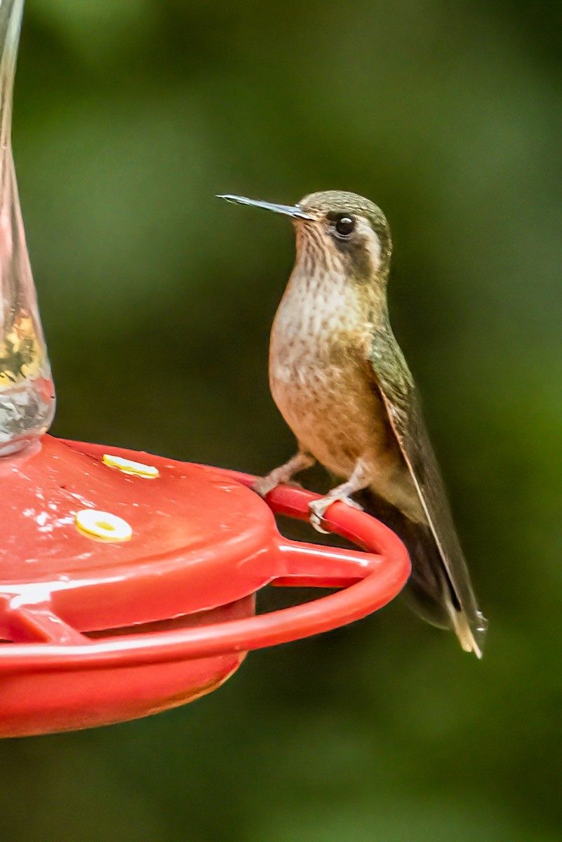 Speckled Hummingbird - ML637786142