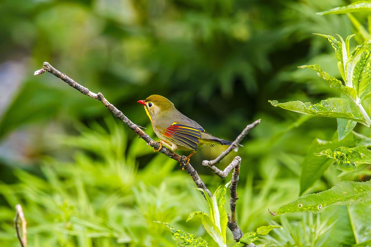 Red-billed Leiothrix - ML637786144