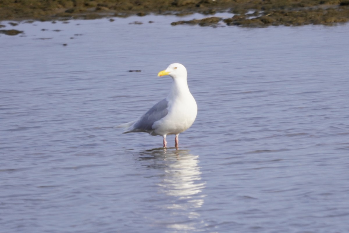 Glaucous Gull - ML637786192