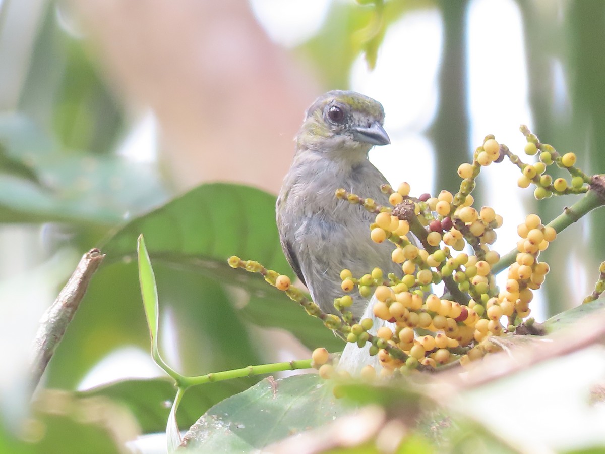 Golden-bellied Euphonia - ML637786195