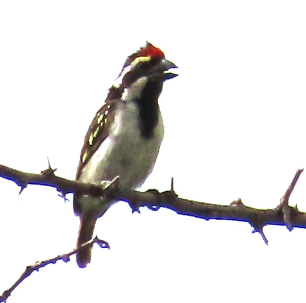 Pied Barbet - ML637786210