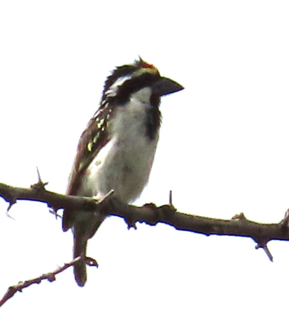 Pied Barbet - ML637786218