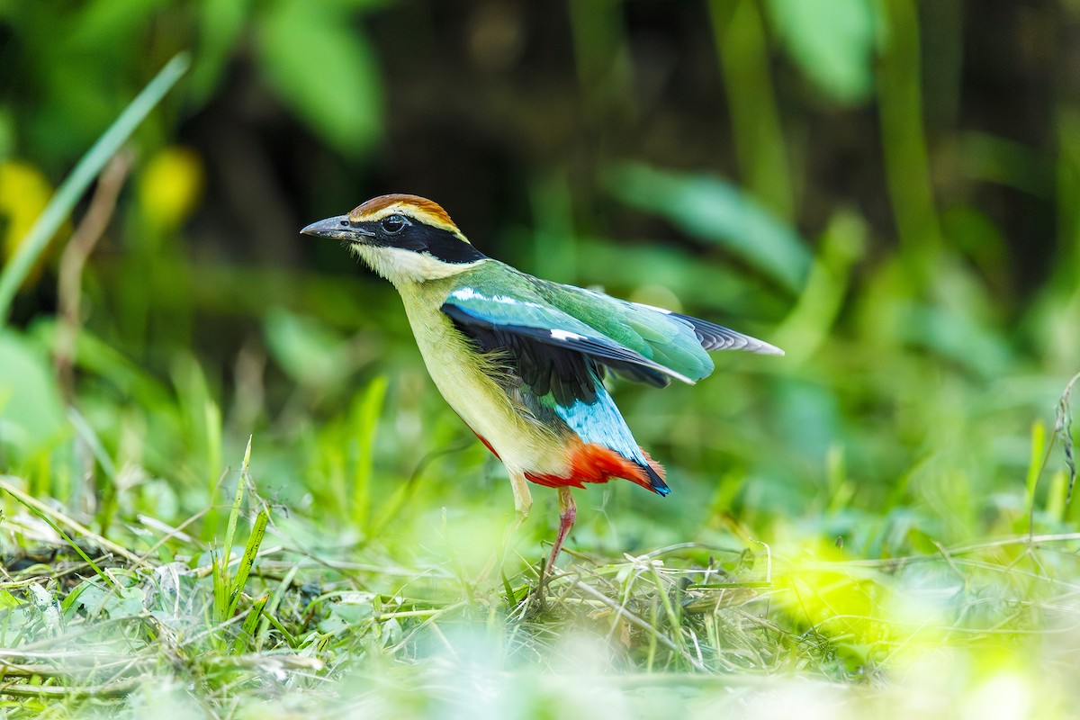 Fairy Pitta - ML637786234