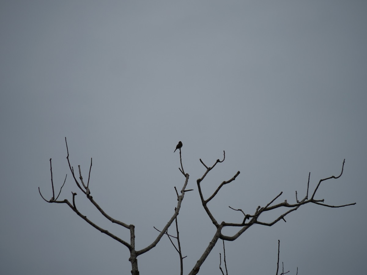 Northern Tropical Pewee - ML637786293