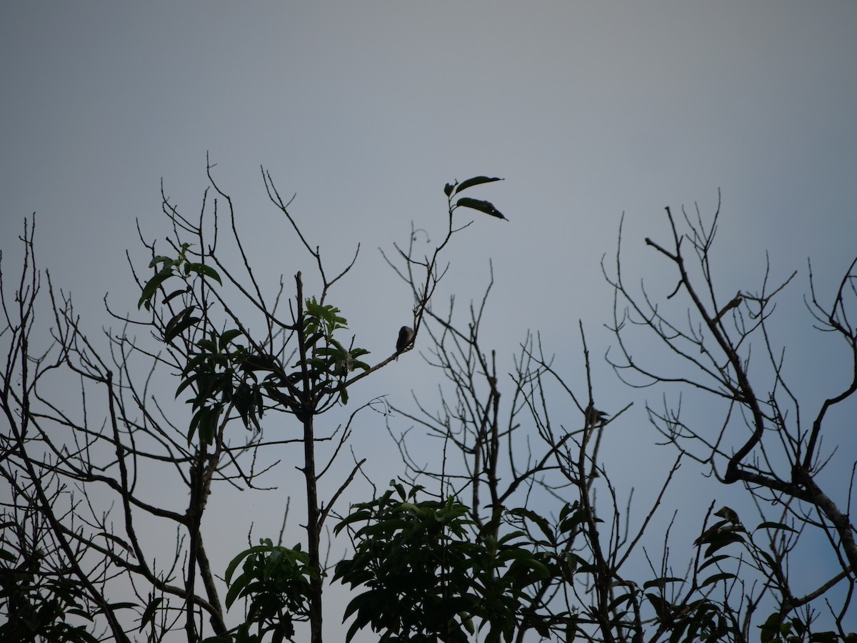 White-browed Gnatcatcher - ML637786329