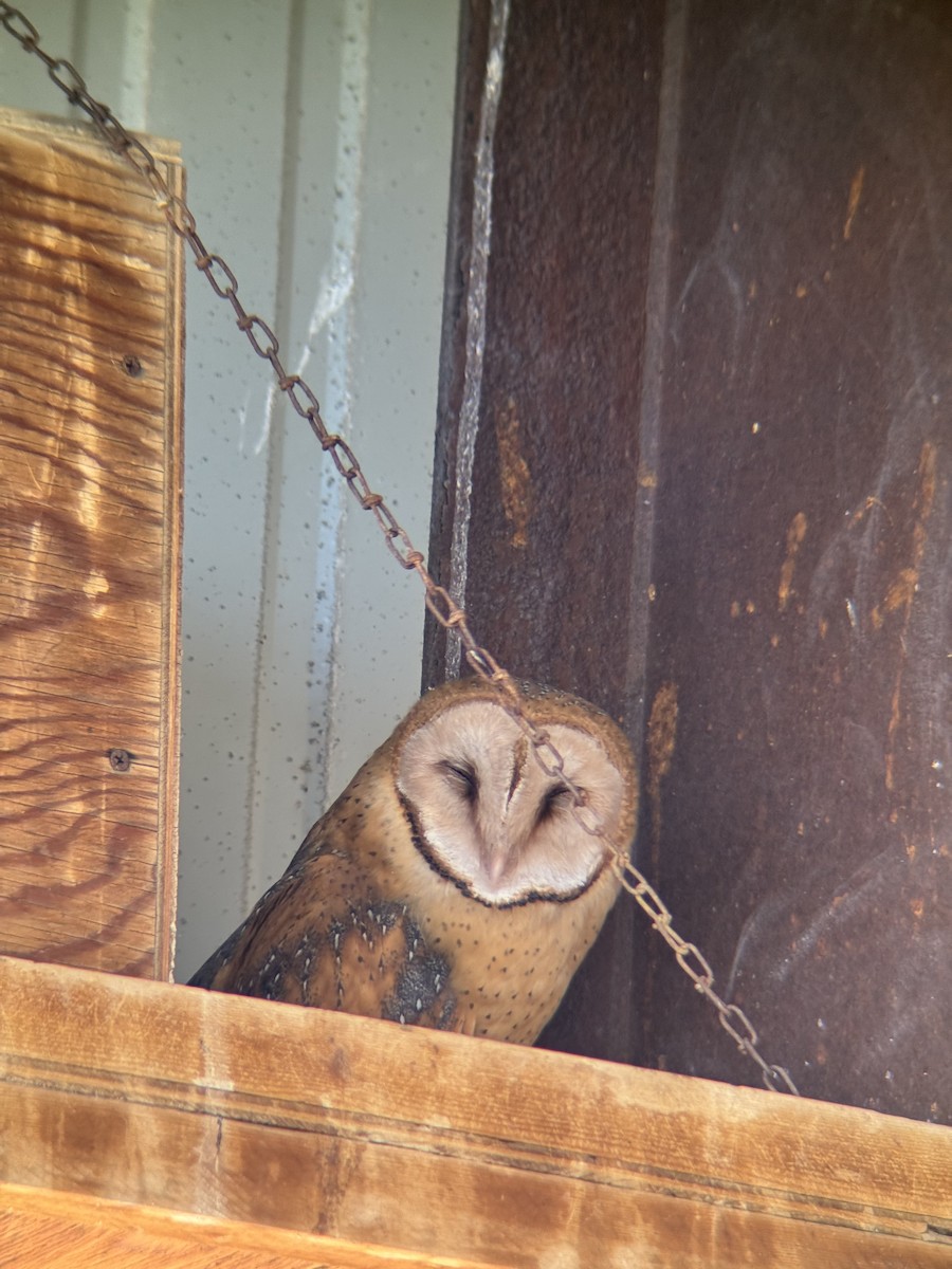 American Barn Owl - ML637786359