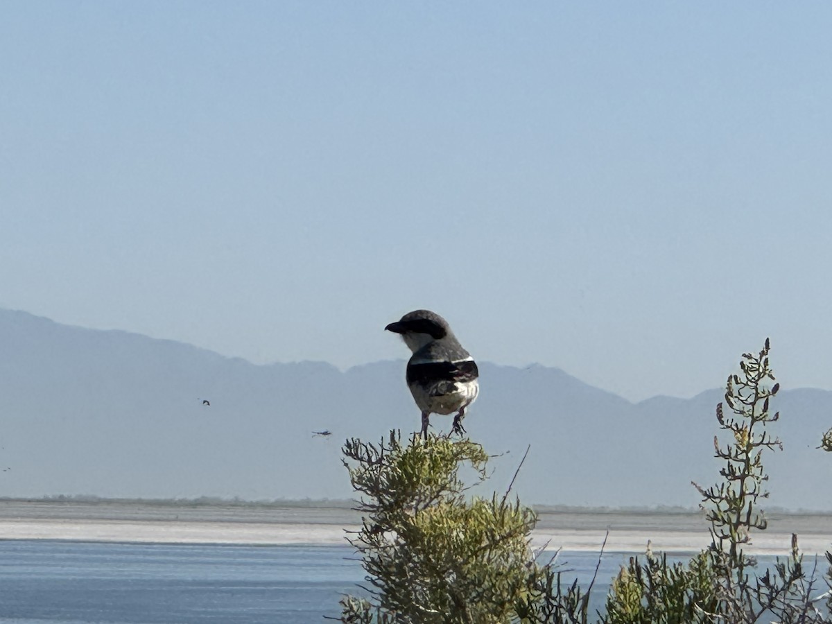 Loggerhead Shrike - ML637786372