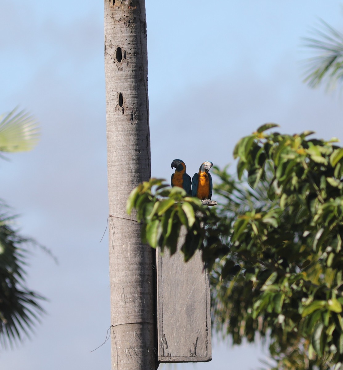 Blue-throated Macaw - ML637786393