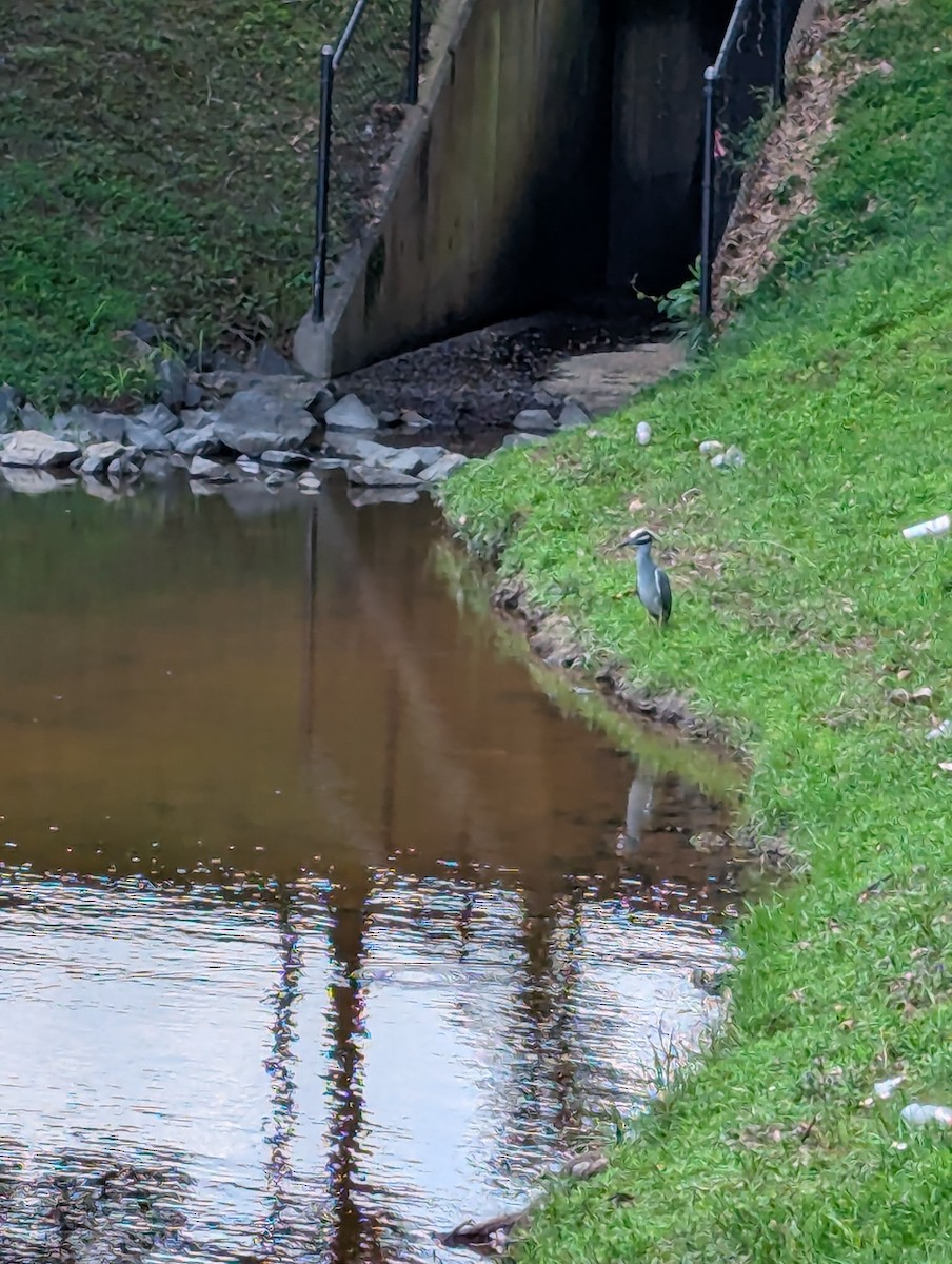 Krabbenreiher - ML637786469