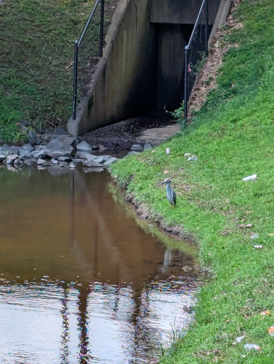 Krabbenreiher - ML637786470