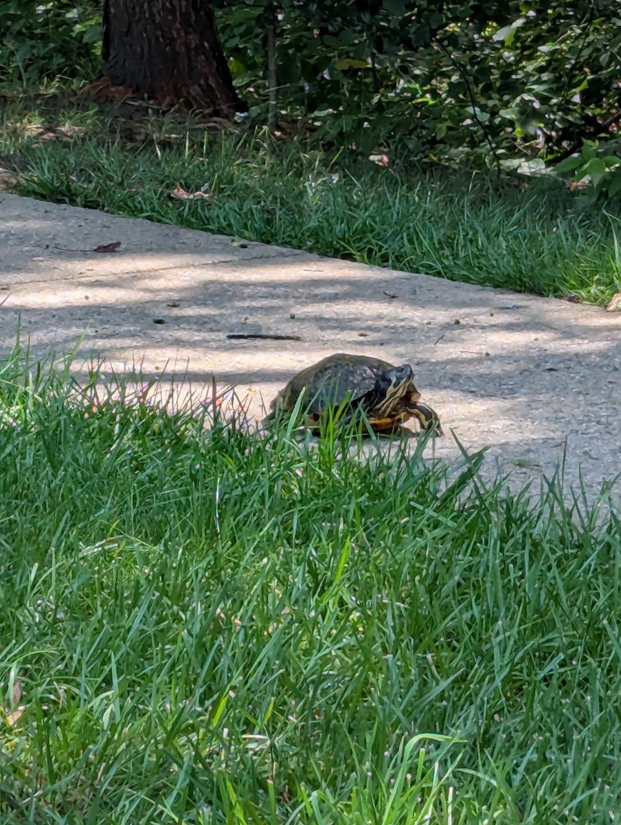 Nordamerikanische Buchstaben-Schmuckschildkröte - ML637786493