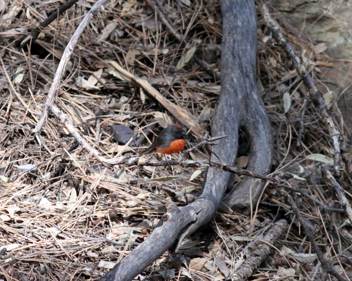 Slate-throated Redstart - ML637786497