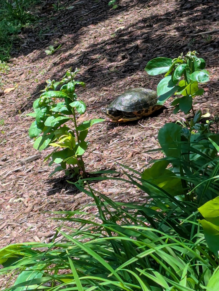 Nordamerikanische Buchstaben-Schmuckschildkröte - ML637786503