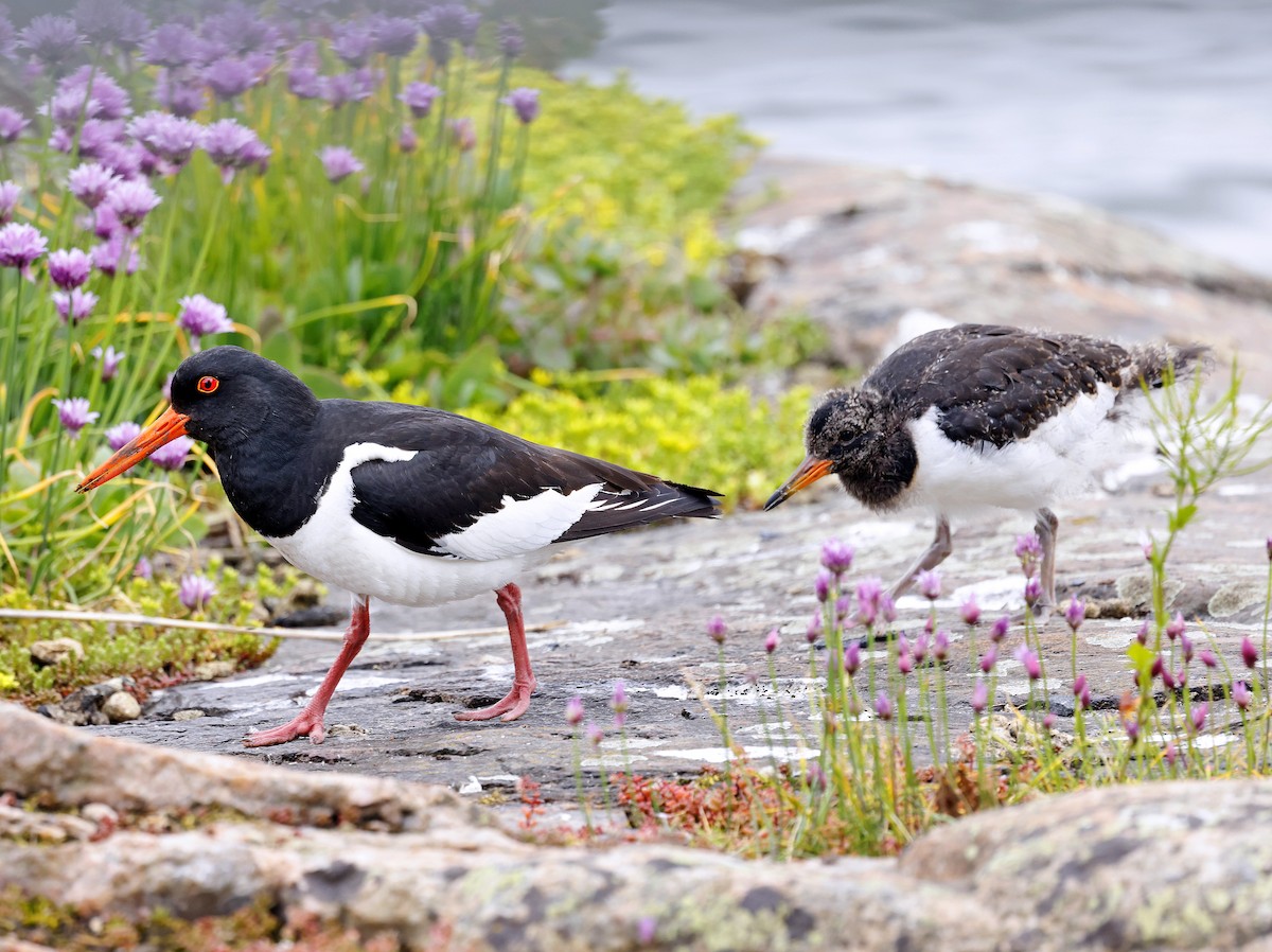 Eurasian Oystercatcher - ML637786547