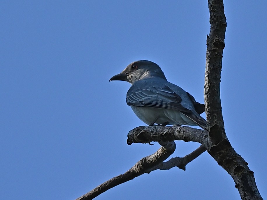 Oriental Cuckooshrike - ML637786553