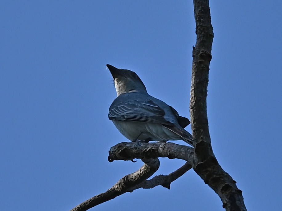 Oriental Cuckooshrike - ML637786554