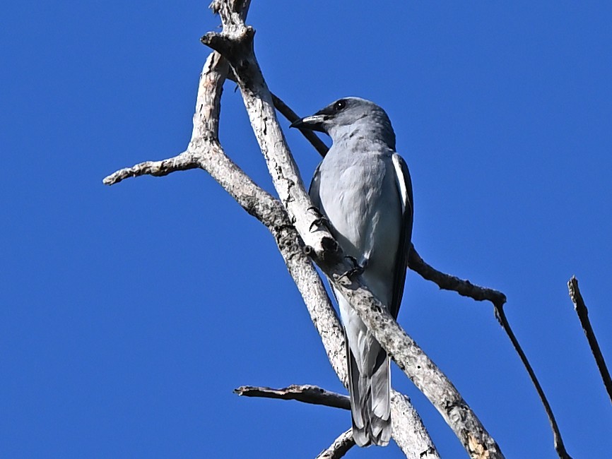 Oriental Cuckooshrike - ML637786555