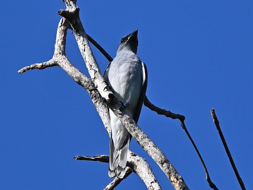 Oriental Cuckooshrike - ML637786556
