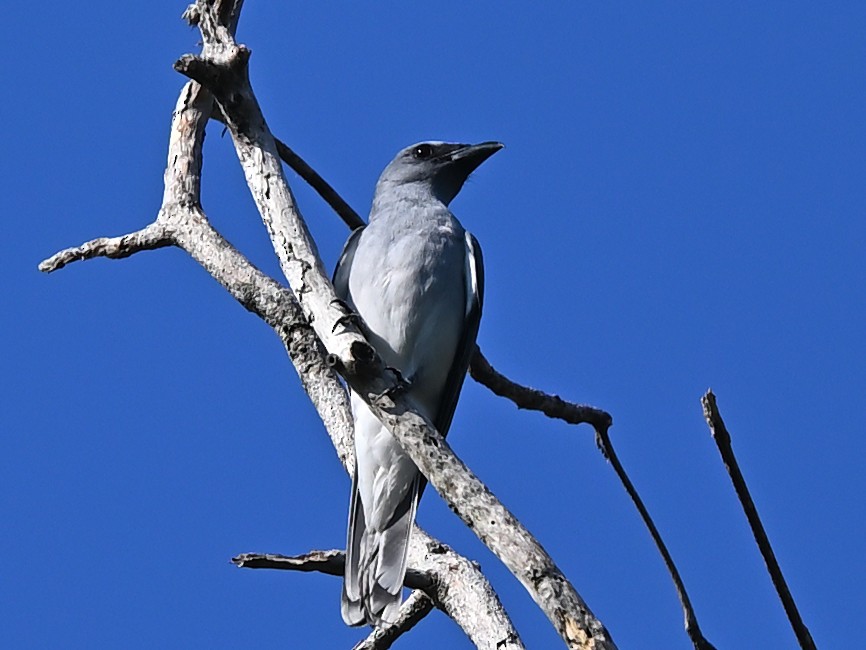 Oriental Cuckooshrike - ML637786557
