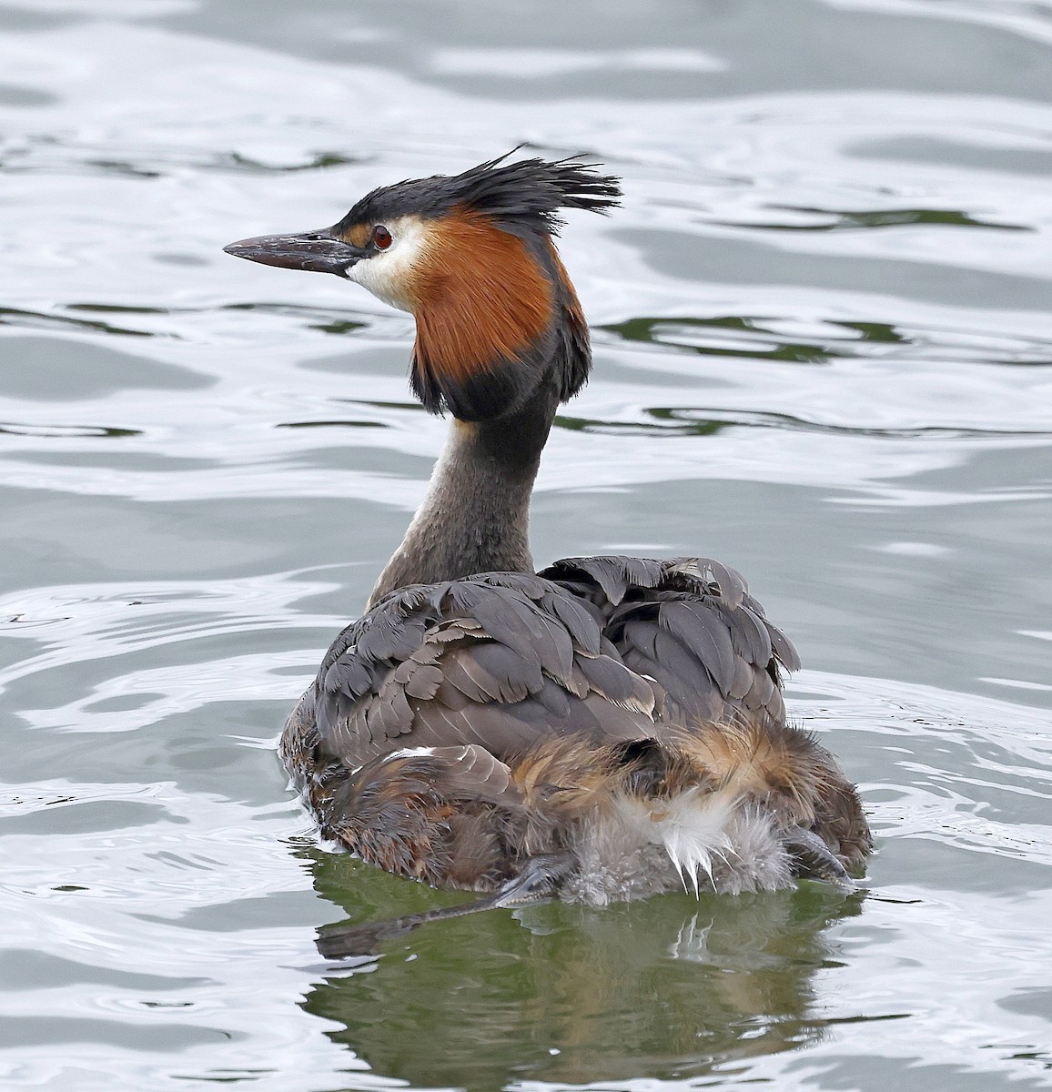Great Crested Grebe - ML637786561
