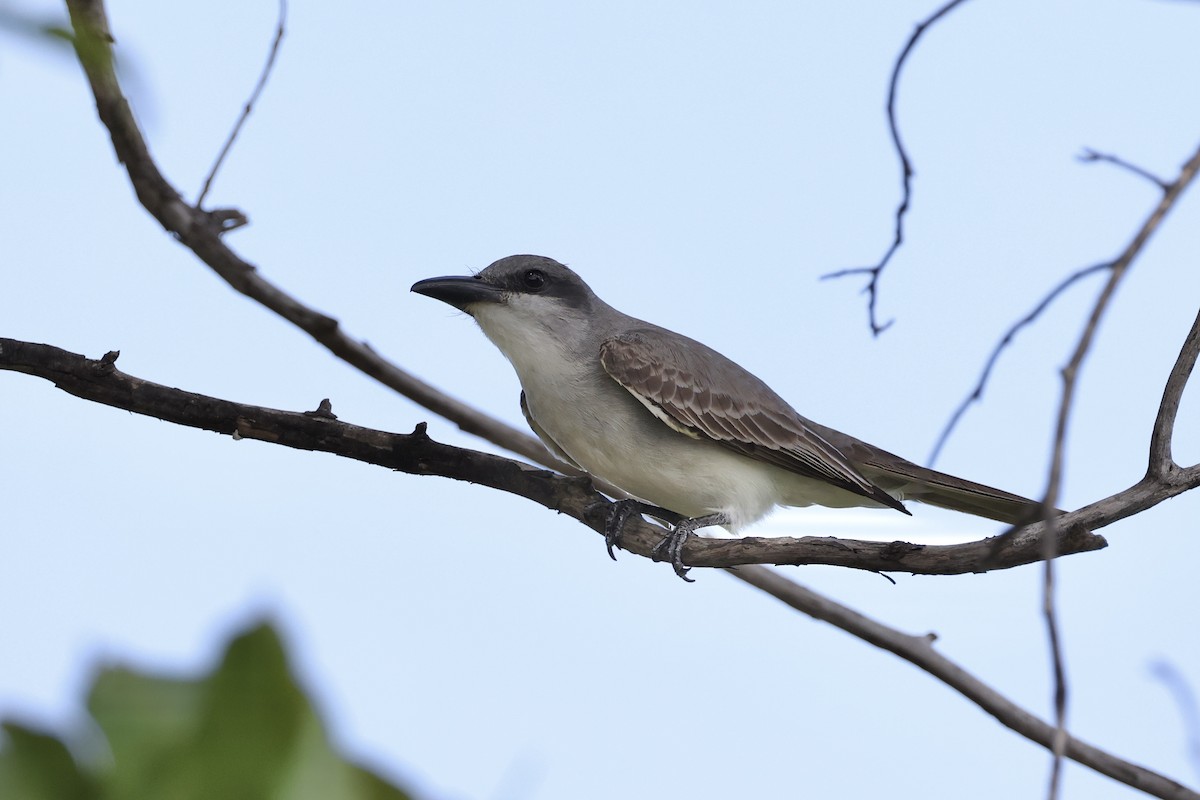 ハイイロタイランチョウ - ML637786586