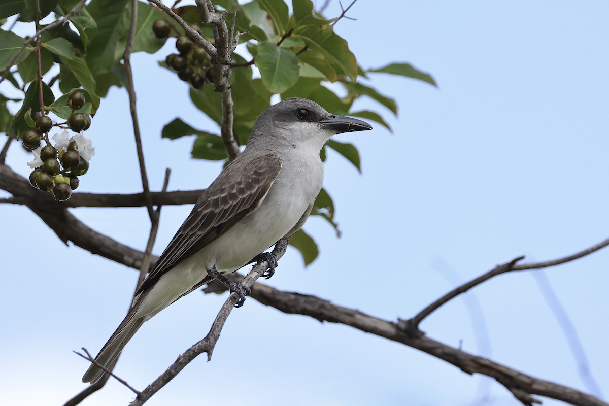 ハイイロタイランチョウ - ML637786587