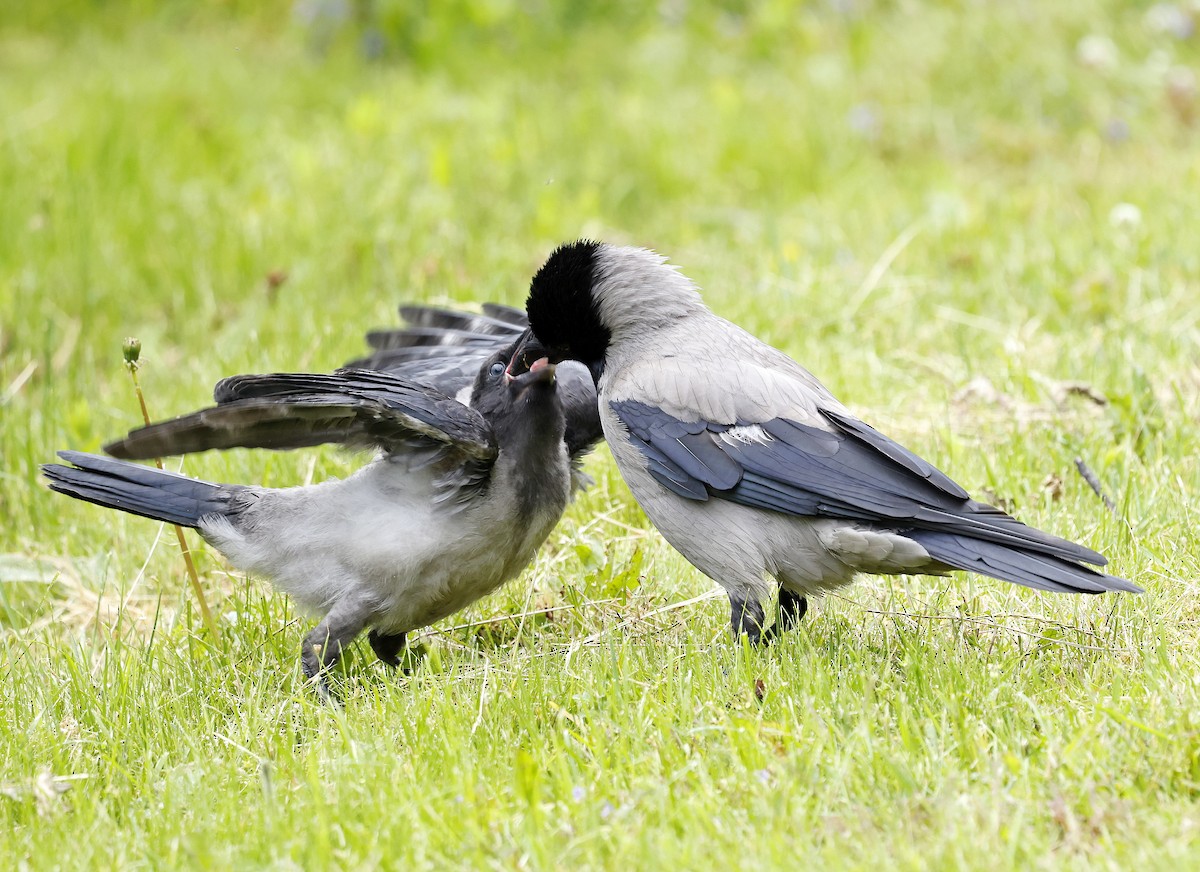 Hooded Crow - ML637786598