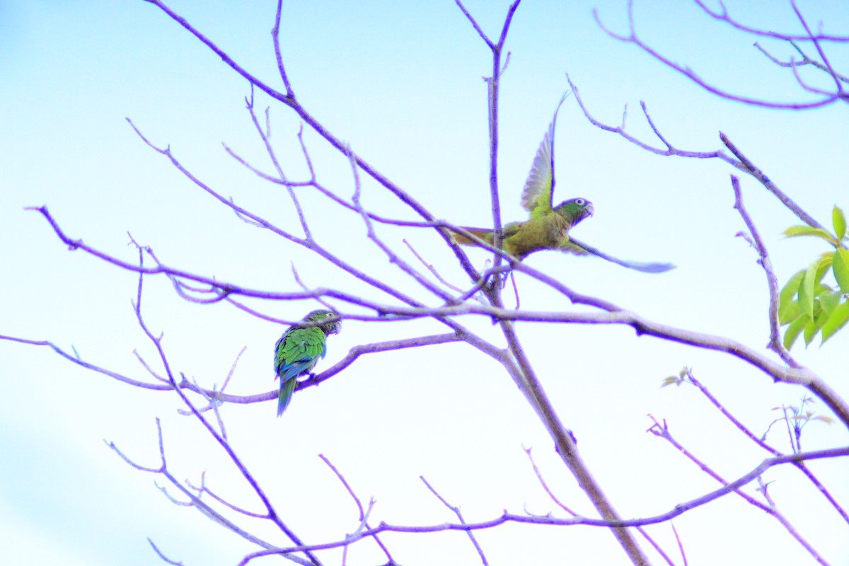 Olive-throated Parakeet - ML637786601