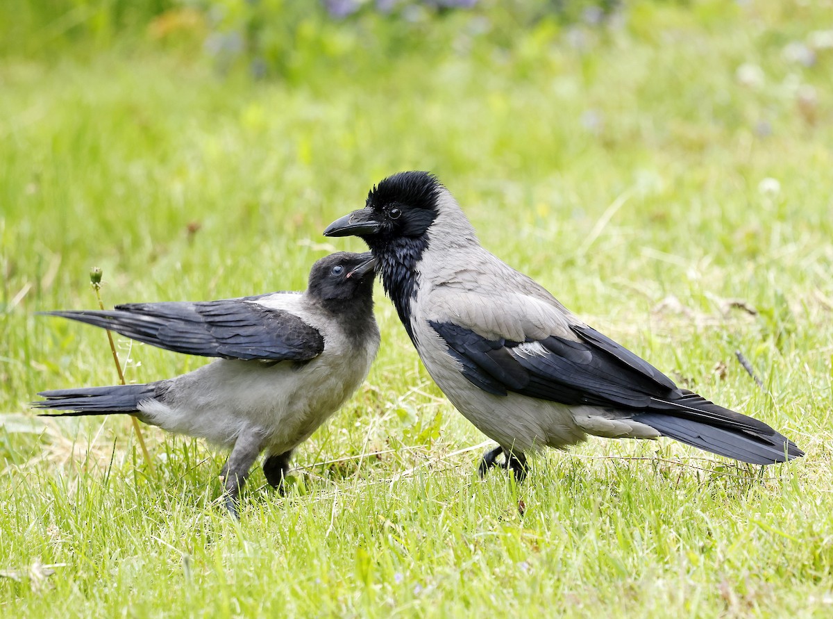 Hooded Crow - ML637786606