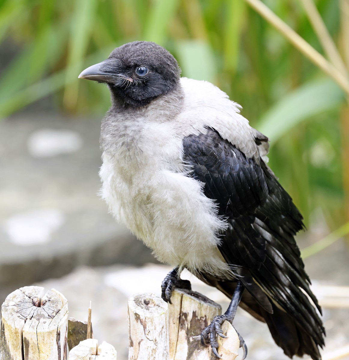 Hooded Crow - ML637786607