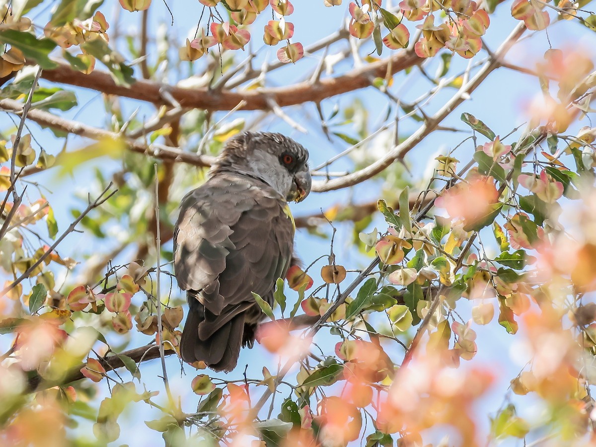 Rüppell's Parrot - ML637786623