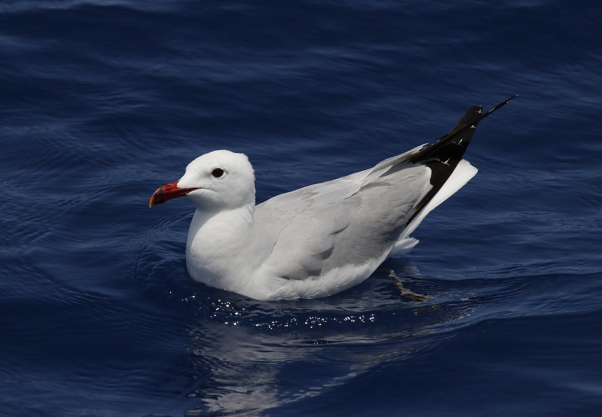 Audouin's Gull - ML637786638