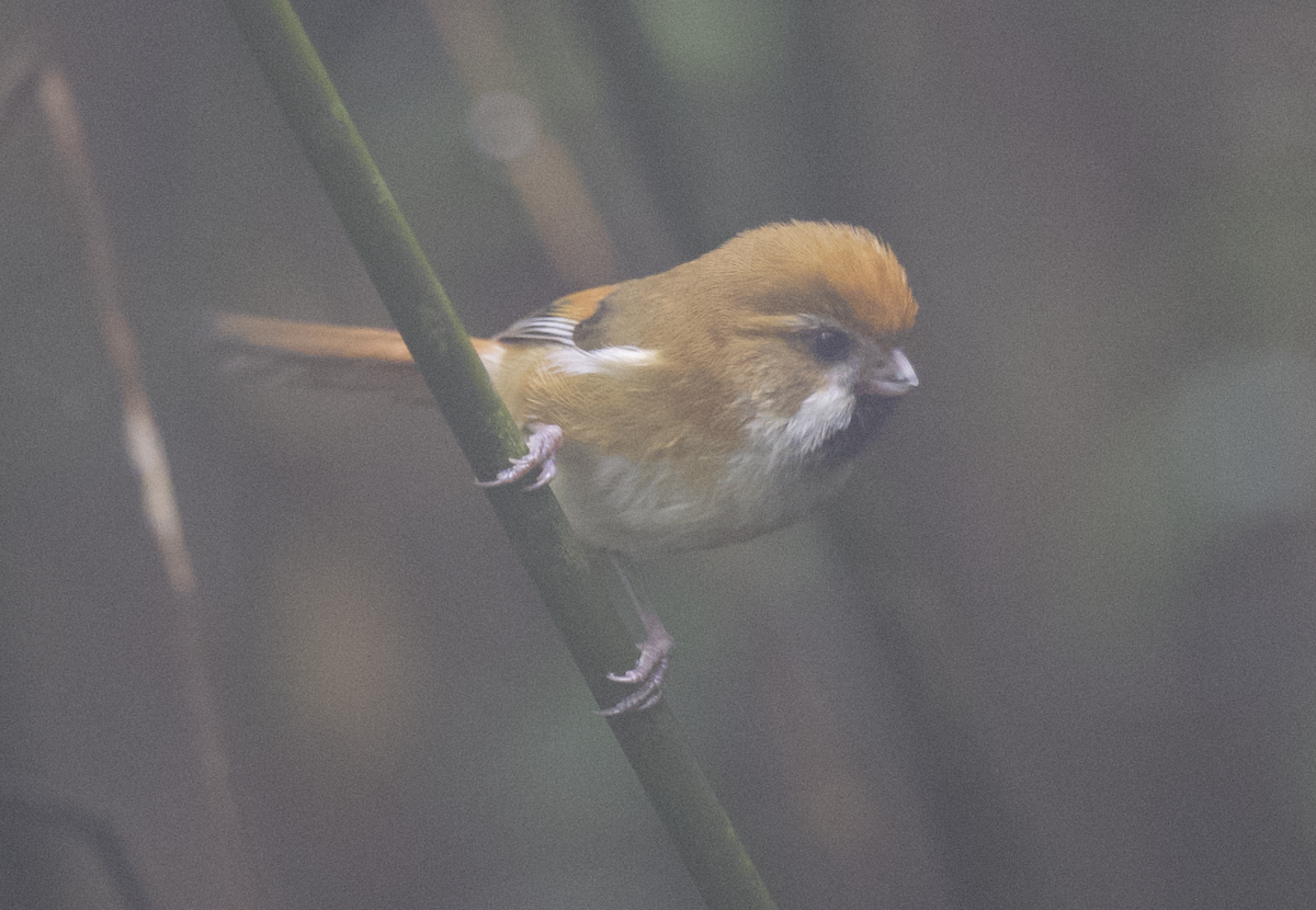 Golden Parrotbill - ML637786769