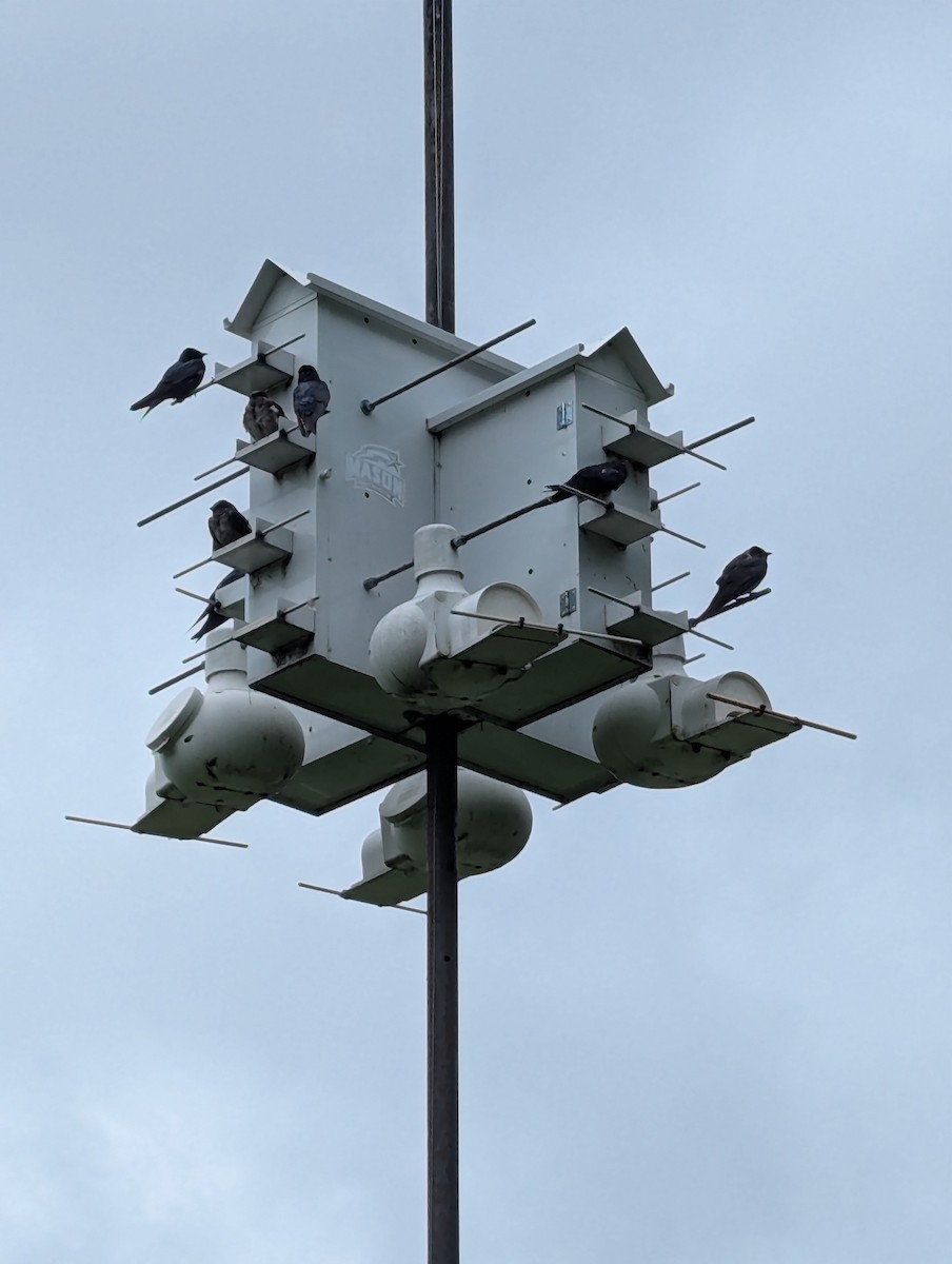 Purpurschwalbe - ML637786776