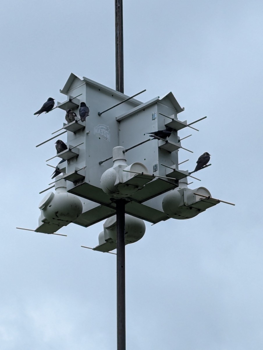 Purpurschwalbe - ML637786777