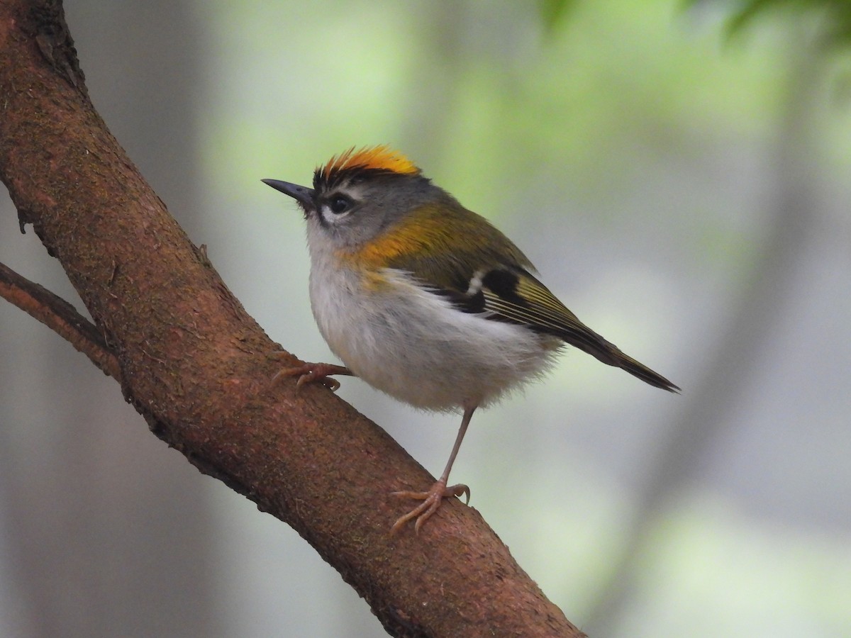 Madeira Firecrest - ML637786802