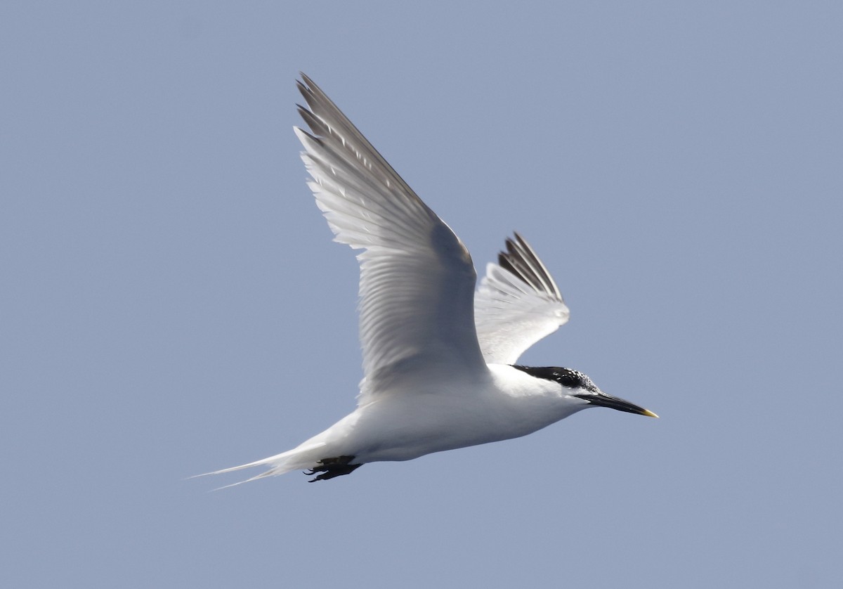 Sandwich Tern - ML637786814