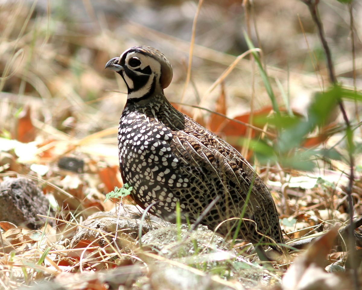 Montezuma Quail - ML637786830