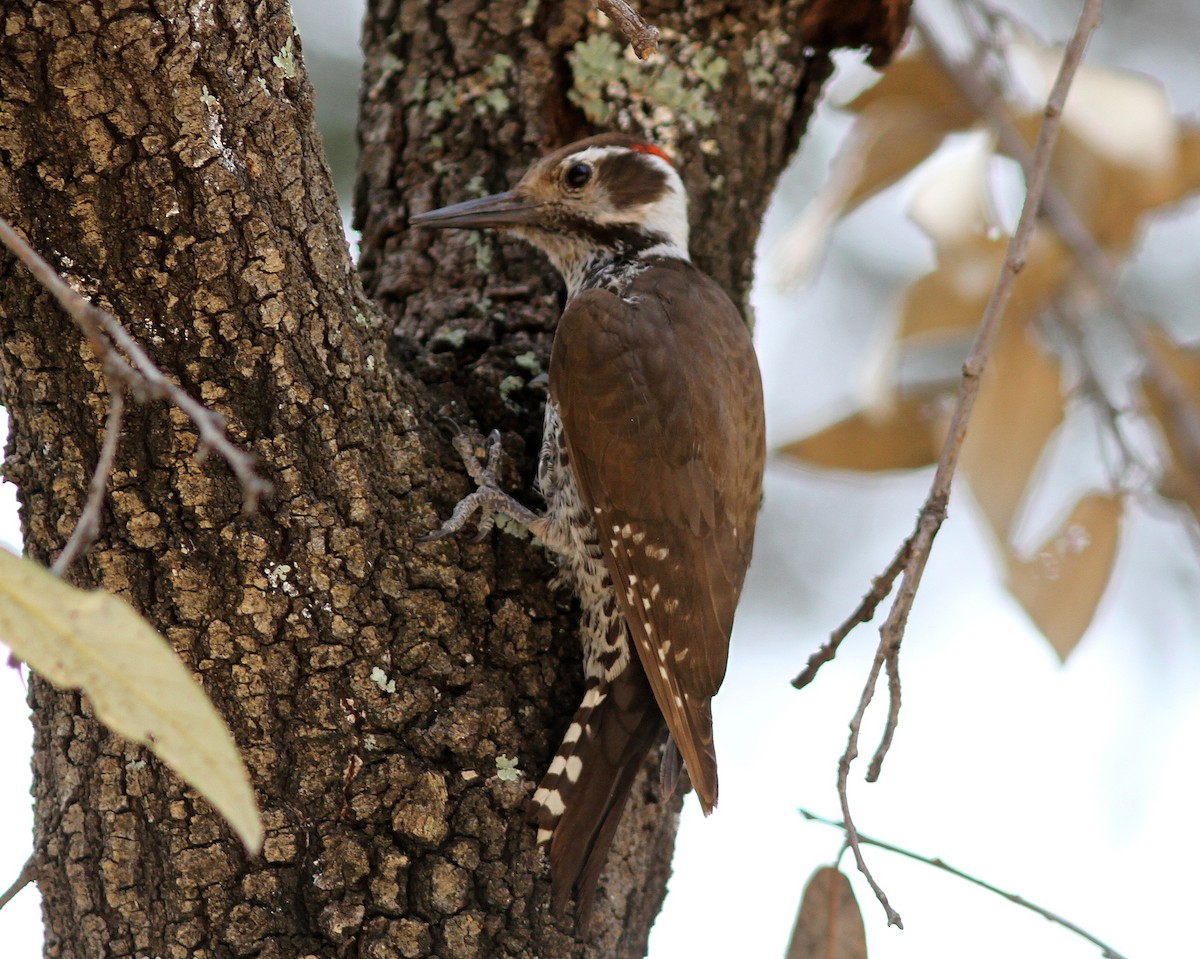 Arizona Woodpecker - ML637786835